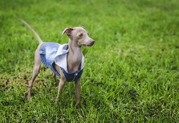 Little italian greyhound in the field