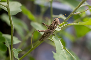 grasshopper close up
