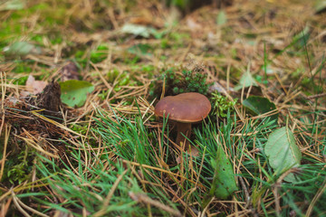 Dark brown mushroom in the grass in the autumn forest close-up