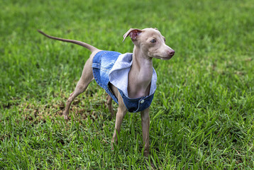 Little italian greyhound in the field