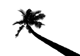 Fototapeta premium silhouette of tilted coconut tree, natural palm illustration, vector summer sign