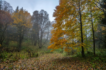 Scenic landscape of autumn forest