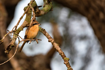 Brown shrike or Lanius cristatus