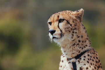 Cheetah