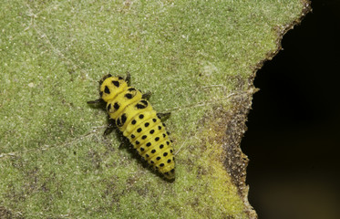 22 spot ladybird