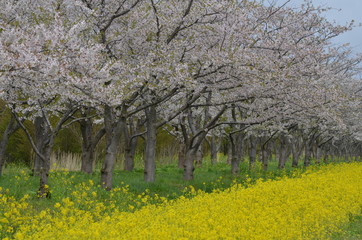 ここは秋田大潟村、春５月桜・菜の花2キロロード