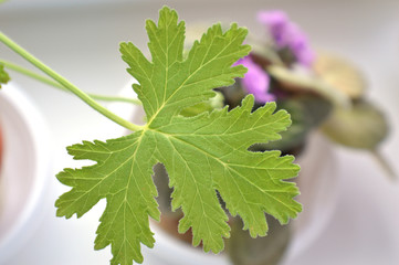 texture leaf geranium
