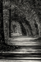 Pathway in The Woodlands TX in Black & White