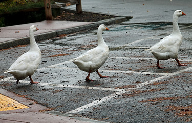 Three geese in a line cross a wet road