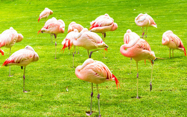 group of pink flamingos hiding heads into their feathers, standing on green grass
