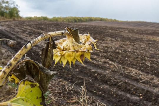 Dry sunflower in the autumn field