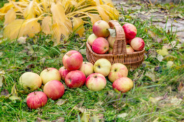 Apple harvest in late summer in the organic garden. Healthy, sustainable food. Autumn.