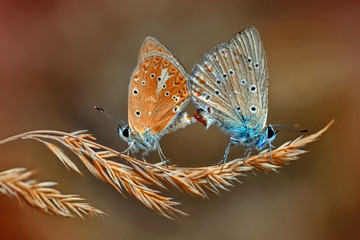 Butterfly   - Stock Image 