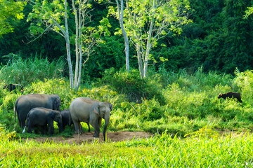 group of big wild elephant with family and big wild bull in the forest of national park. thailand. - Powered by Adobe