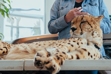 Cheetah at veterinarians - 176728097