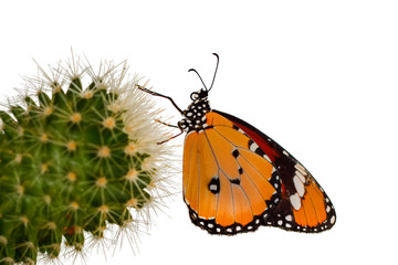 Butterfly   - Stock Image 