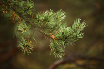 Сосновая лапа