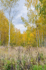 Fototapeta na wymiar autumn forest landscape with golden leaves and beautiful nature, a beautiful picture outdoor