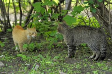 two cats red and striped quarrel in nature