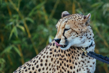 Cheetah