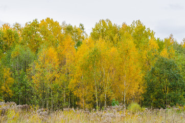 Fototapeta premium autumn forest landscape with golden leaves and beautiful nature, a beautiful picture outdoor