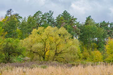 autumn forest landscape with golden leaves and beautiful nature, a beautiful picture outdoor