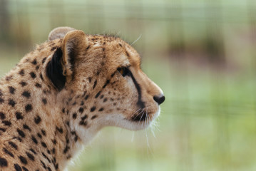 Cheetah