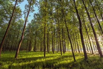 Fototapeta premium In the early morning of the woods