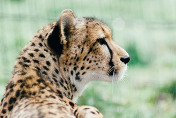 Cheetah
