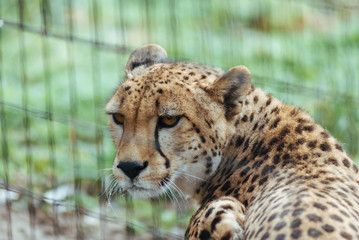 Cheetah