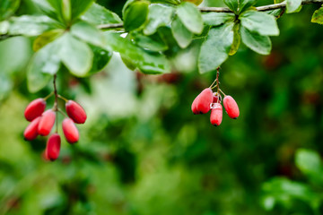 Natural green leaves branch of ripe red barberry after a rain with drops of wate