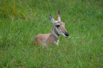 Pronghorn laying in the grass