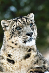 close up of snow leopard