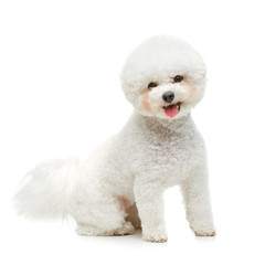 beautiful bichon frisee dog