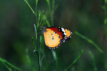 Butterfly   - Stock Image 