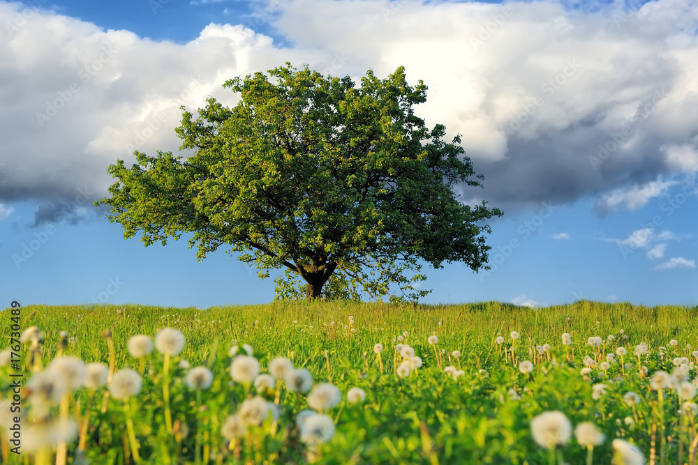 Poster Summer landscape with nobody tree