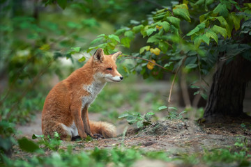 Portrait of a red fox (Vulpes vulpes)