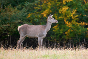 Naklejka na ściany i meble Female Red deer in the natural environment