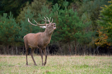 Obraz na płótnie Canvas Red deer in mating season