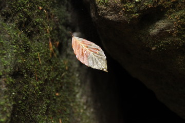 Schwebendes Blatt