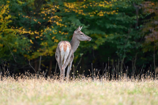 Female Red deer in the natural environment