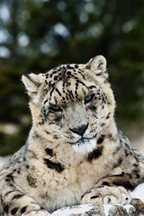 Snow leopard looking at you!