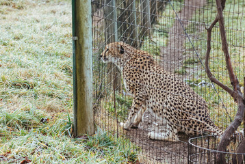 Cheetah