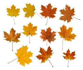 Naklejka na ściany i meble Set of five red and yellow maple leaves isolated on white