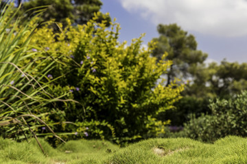 Fototapeta premium Blurred green and yellow bushes with purple flowers and fruit bumpy zoysia creeping grass in front blue sky
