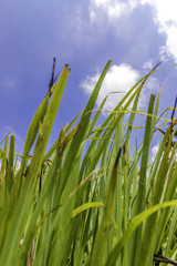 Lush green lemon grass with blue sky and white cloud background