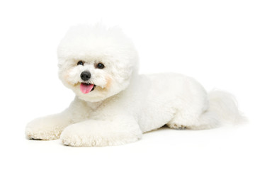 beautiful bichon frisee dog - 176731277