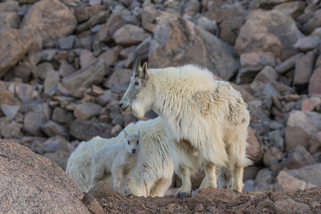 Mountain Goat Nanny and Her Young