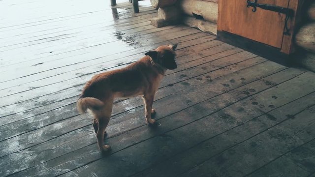 Stray dog standing on wooden porch on rainy day, abandoned homeless animals