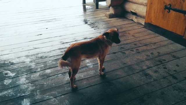 Homeless dog standing on wooden porch on rainy day, looking around, loneliness